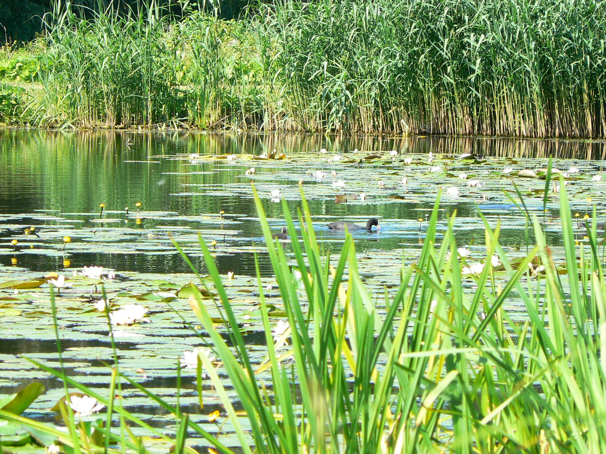 Pasari salbatice - p1030414.JPG